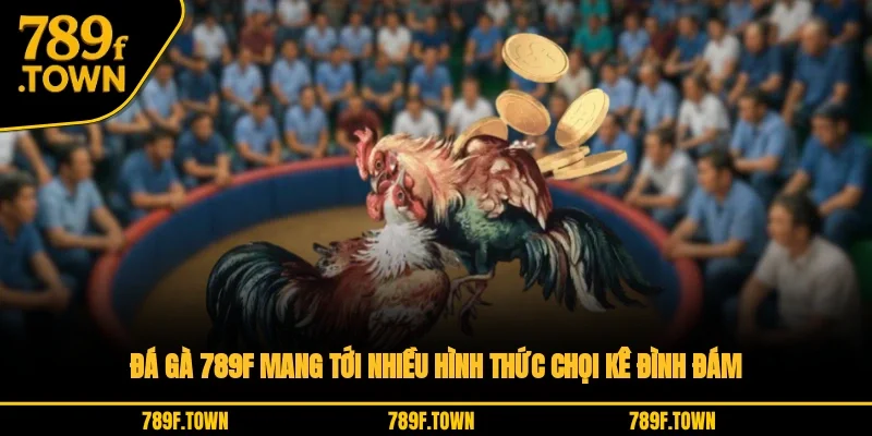 Đá gà 789F mang tới nhiều hình thức chọi kê đình đám Đá gà 789F mang tới nhiều hình thức chọi kê đình đám